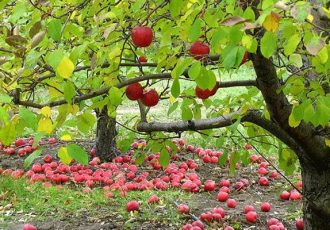وقتی افغانستان و ترکیه "صادرات سیب ایران" را زمینگیر کردند/ باغداران در بنبست اقتصادی! وقتی افغانستان و ترکیه “صادرات سیب ایران” را زمینگیر کردند/ باغداران در بنبست اقتصادی!