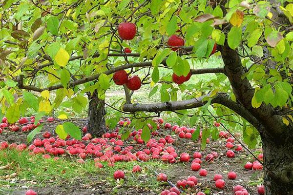 وقتی افغانستان و ترکیه "صادرات سیب ایران" را زمینگیر کردند/ باغداران در بنبست اقتصادی! وقتی افغانستان و ترکیه “صادرات سیب ایران” را زمینگیر کردند/ باغداران در بنبست اقتصادی!