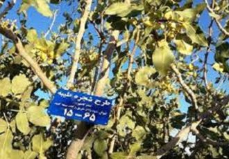 اهدای ۲۵۰ درخت در قالب محصولات گوناگون در طرح شجره طیبه اهدای ۲۵۰ درخت در قالب محصولات گوناگون در طرح شجره طیبه