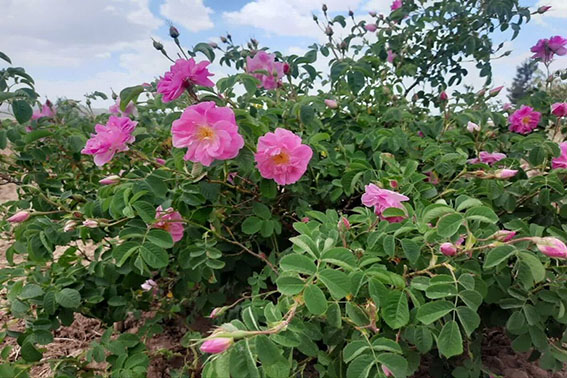 از گلستان‌های اسکو تا مزارع مرند؛ چالش صنایع تبدیلی پیش‌روی توسعه گل محمدی