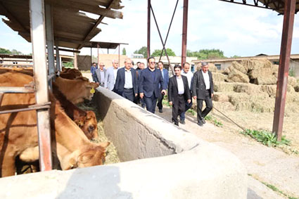 رئیس سازمان جهاد کشاورزی آذربایجان شرقی: حفظ گاو بومی سرابی صیانت از یک گنجینه ژنتیکی برای امنیت غذایی کشور است رئیس سازمان جهاد کشاورزی آذربایجان شرقی: حفظ گاو بومی سرابی صیانت از یک گنجینه ژنتیکی برای امنیت غذایی کشور است